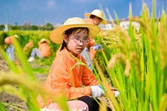 苏州三六六研学旅行户外拓展活动挖红薯割稻子探索体验课报名中