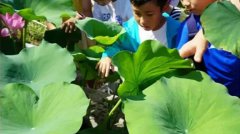 苏州少儿暑假夏令营赏千亩荷花人与自然探索体验营活动拓展报名中