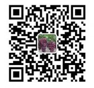 红中麻将微信群一元一分