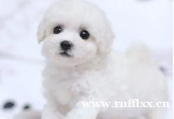 北京比熊犬舍北京哪里卖纯种韩系小体比熊幼犬纯种小体比熊幼犬出 北京比熊犬舍北京哪里卖纯种韩系小体比熊幼犬纯种小体比熊幼犬出