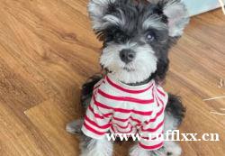 ·个人出售雪纳瑞雪纳瑞领养个人精品雪纳瑞 ·个人出售雪纳瑞雪纳瑞领养个人精品雪纳瑞