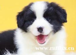 专业犬舍繁育一平台保障·精品边境牧羊犬颜色齐全丨本地同城犬舍 专业犬舍繁育一平台保障·精品边境牧羊犬颜色齐全丨本地同城犬舍