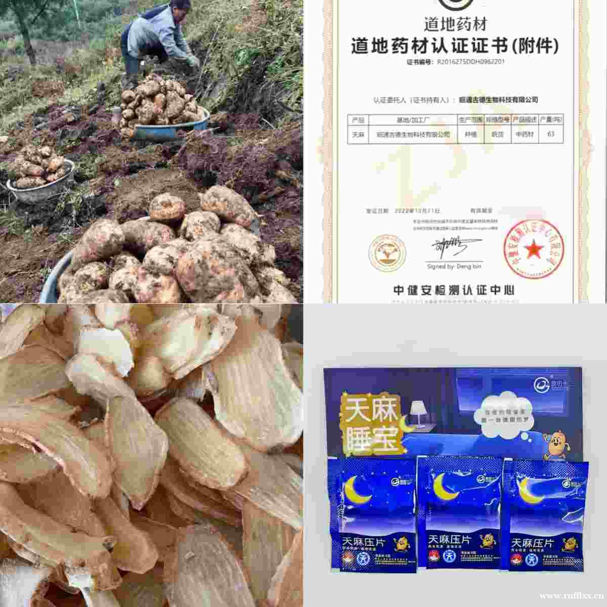 昭通天麻种植技术:古德生物以生态与科技筑牢品质根基 昭通天麻种植技术:古德生物以生态与科技筑牢品质根基