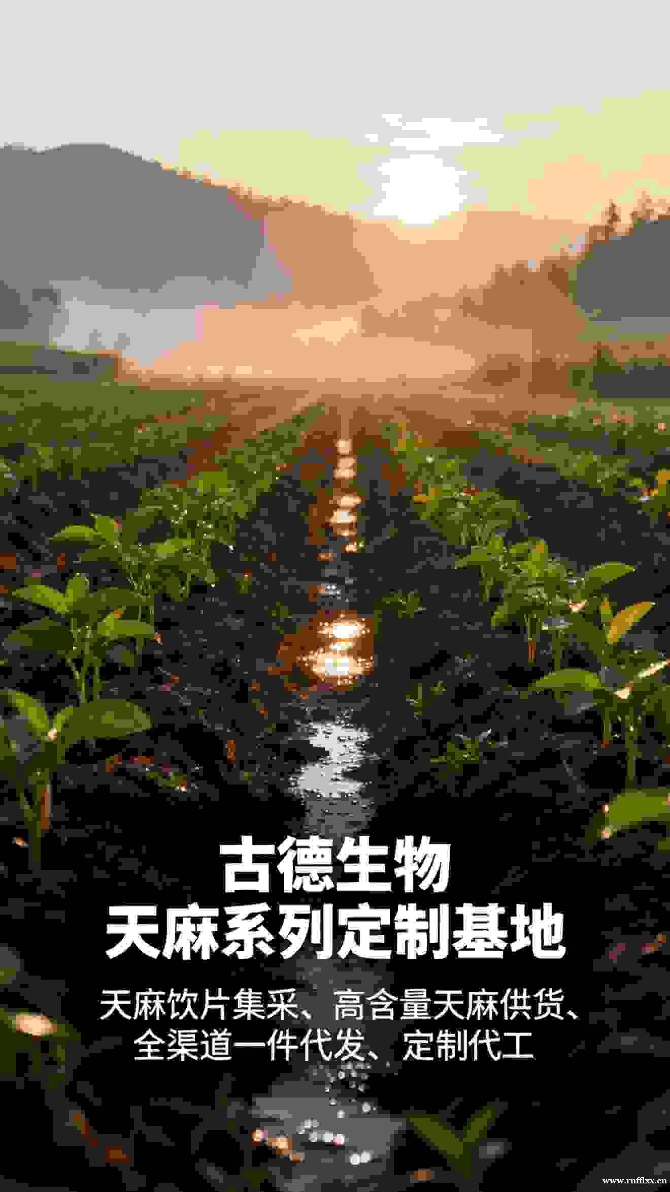 药典标准天麻代工古德生物SC许可齐全浸出物15% 药典标准天麻代工古德生物SC许可齐全浸出物15%