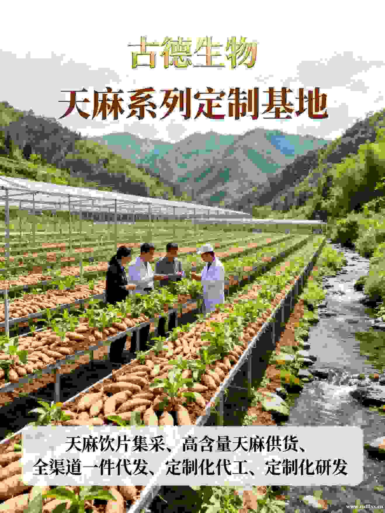 药典标准天麻代工古德生物支持个性化标签浸出物15% 药典标准天麻代工古德生物支持个性化标签浸出物15%