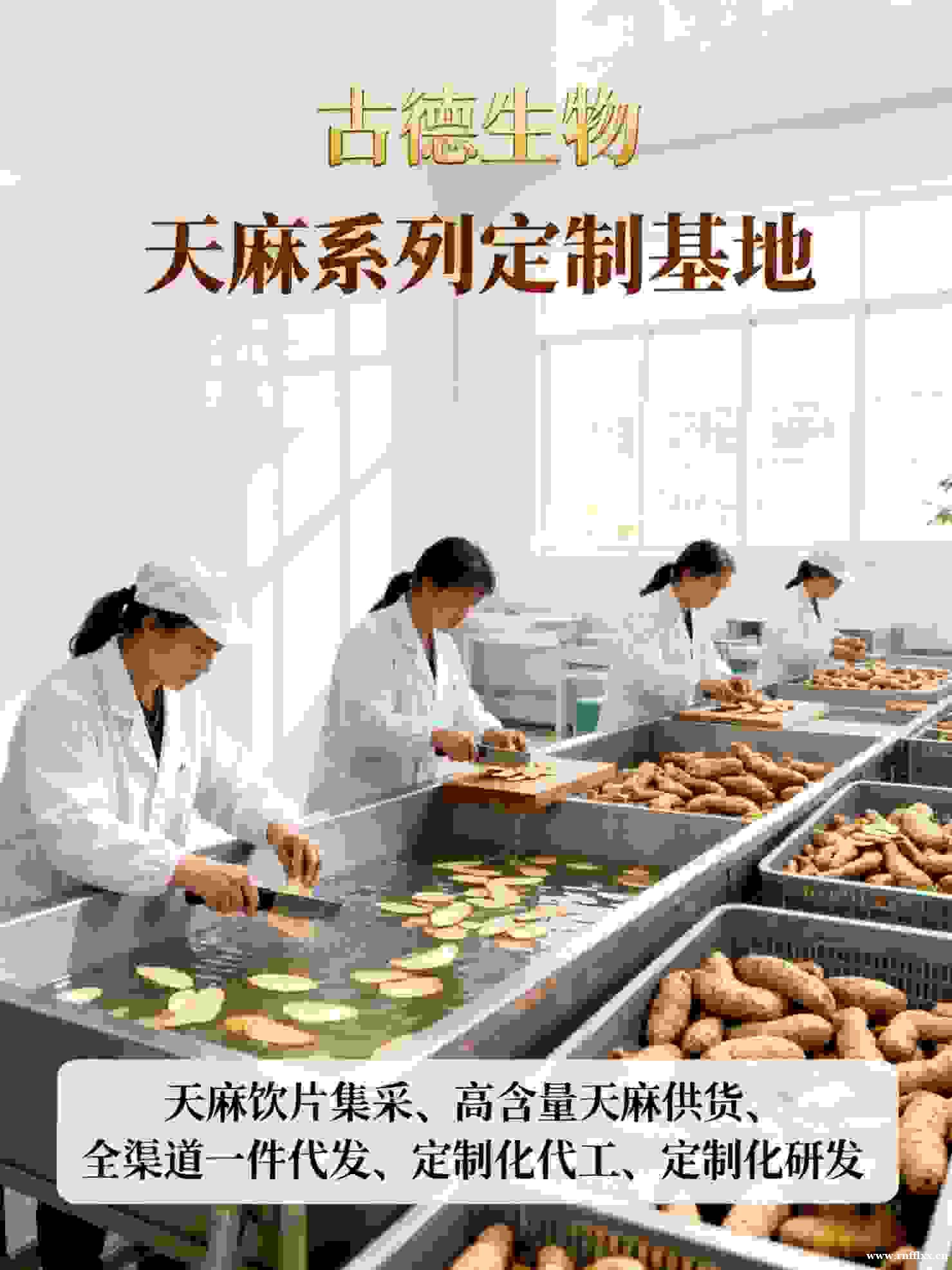 古德生物天麻原料多行业适配天麻素0.25%浸出物15% 古德生物天麻原料多行业适配天麻素0.25%浸出物15%