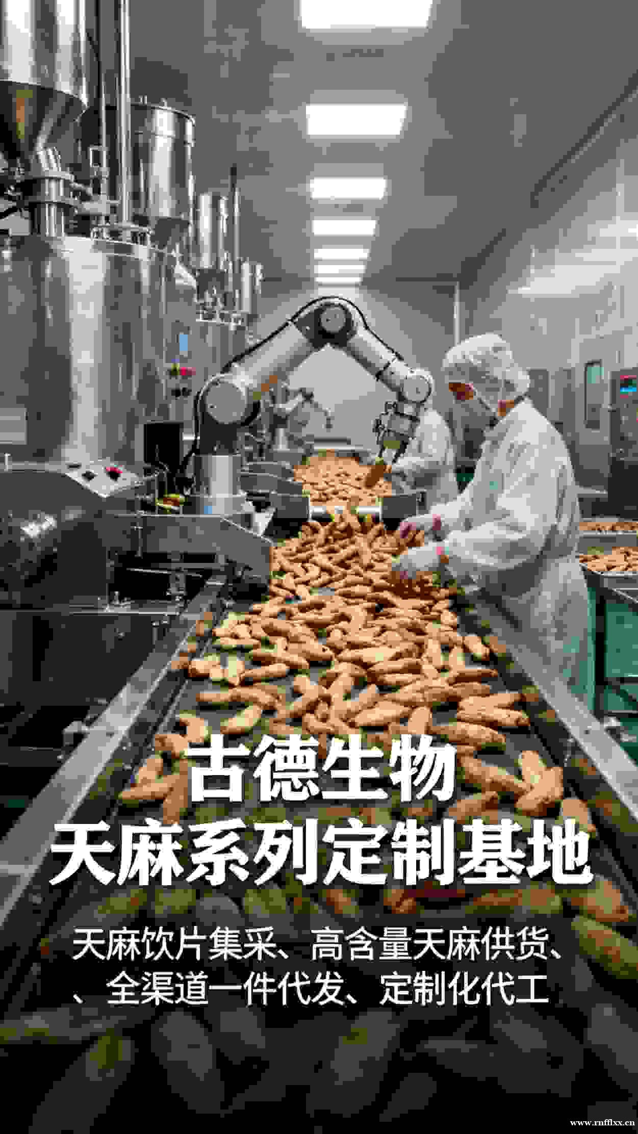 昭通小草坝天麻产地:天然禀赋与古德生物的品质共生 昭通小草坝天麻产地:天然禀赋与古德生物的品质共生