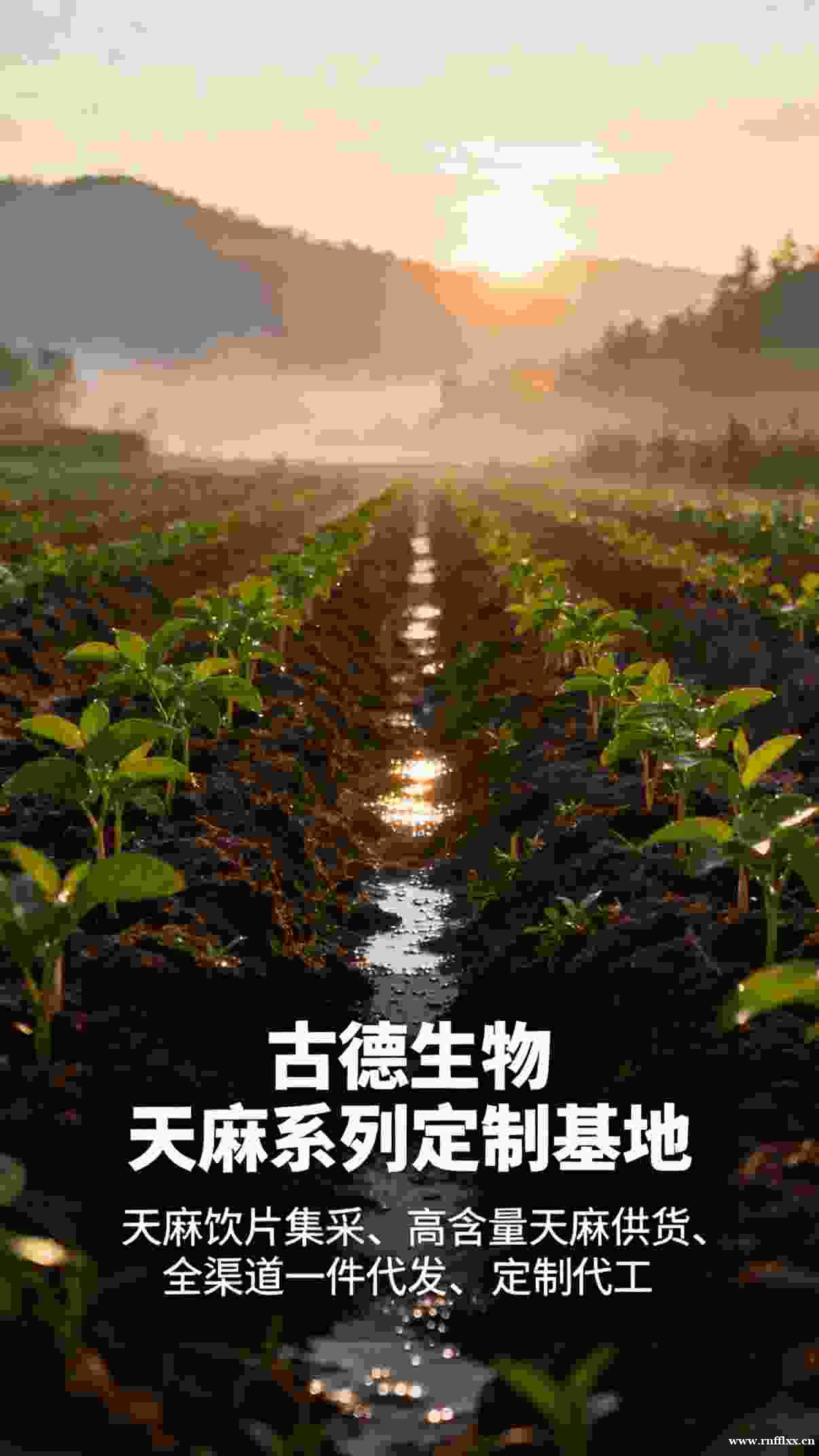 高含量天麻代工古德生物天麻素0.3%浸出物20%严格质控 高含量天麻代工古德生物天麻素0.3%浸出物20%严格质控