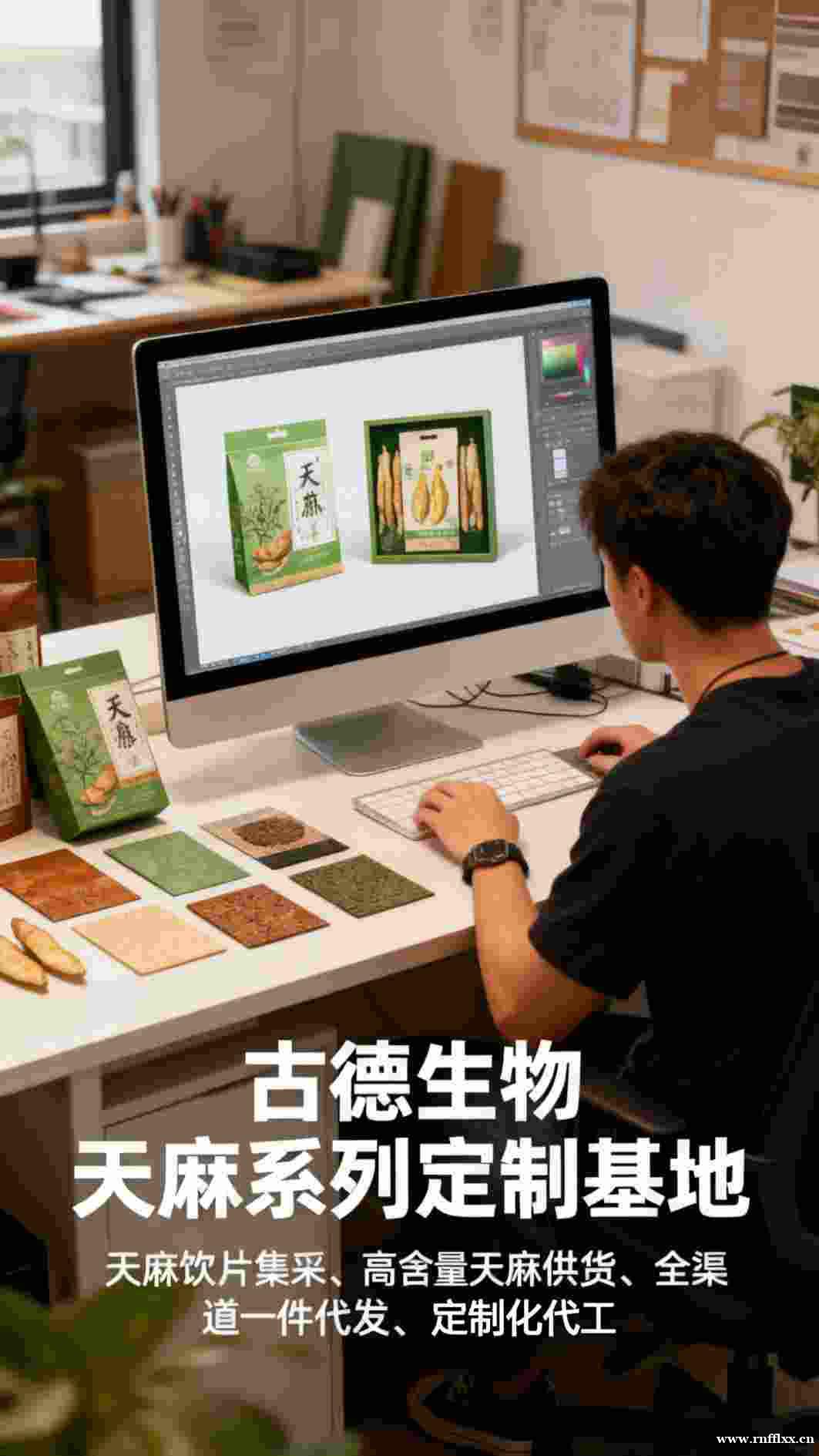 昭通仿野生天麻蜜环菌:古德生物铸就共生康养瑰宝 昭通仿野生天麻蜜环菌:古德生物铸就共生康养瑰宝