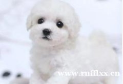 北京比熊犬舍北京哪里卖纯种韩系小体比熊幼犬纯种小体比熊幼犬出 北京比熊犬舍北京哪里卖纯种韩系小体比熊幼犬纯种小体比熊幼犬出