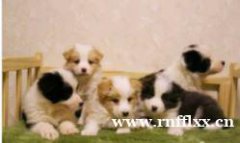 同城纯种边境牧羊犬,七白到位,黑白,咖啡,陨石，金边都有，包