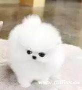 出售博美幼犬小型犬狗狗活体白色狗狗