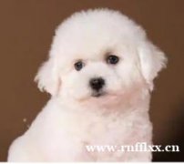 一手繁育出售纯种比熊犬丶个人转让购买宠物狗家养丶本地同城犬舍