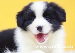 专业犬舍繁育一平台保障·精品边境牧羊犬颜色齐全丨本地同城犬舍 专业犬舍繁育一平台保障·精品边境牧羊犬颜色齐全丨本地同城犬舍