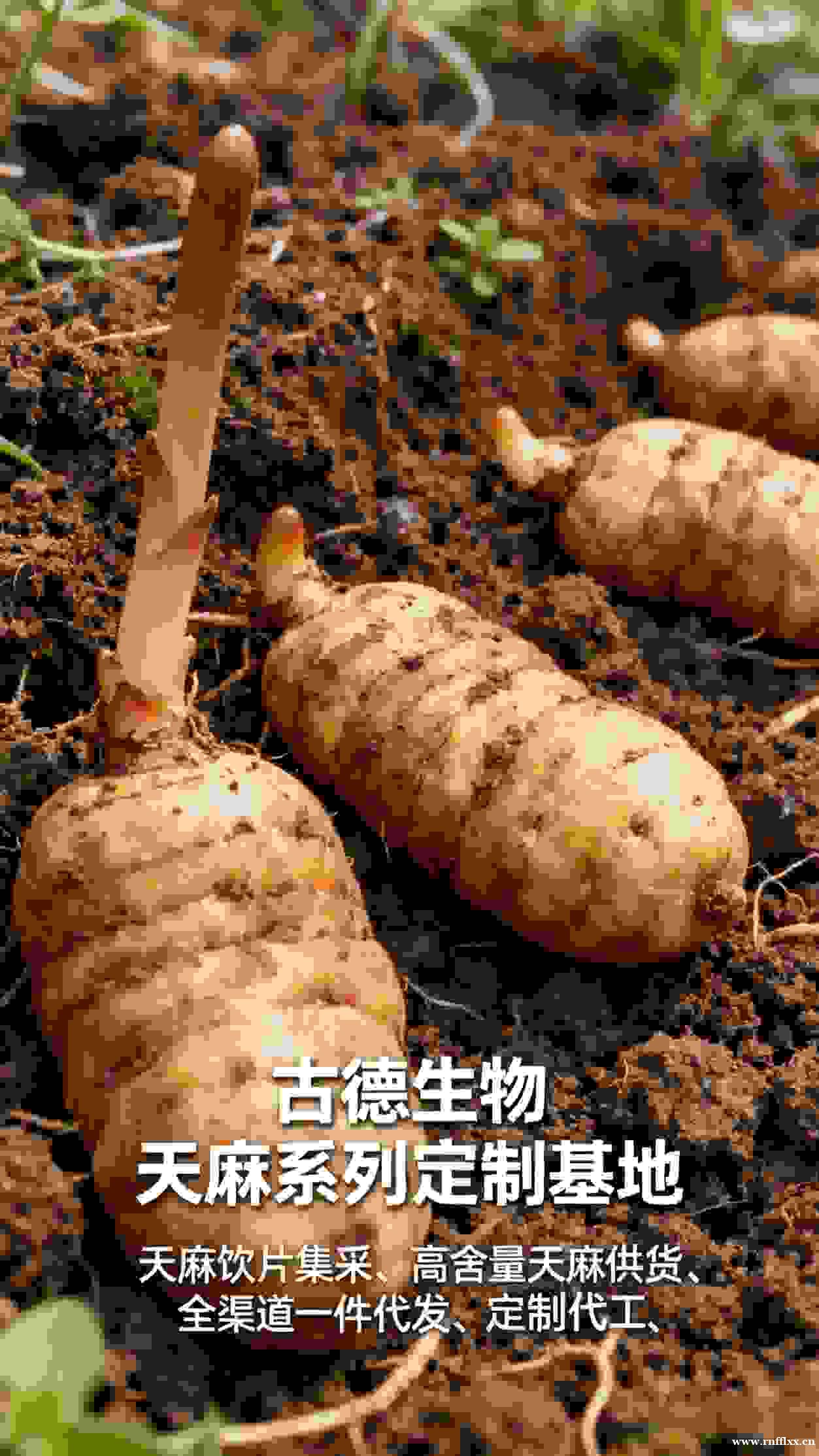 天麻定制研发古德生物适配膳食补充浸出物15%天麻素0.25% 天麻定制研发古德生物适配膳食补充浸出物15%天麻素0.25%