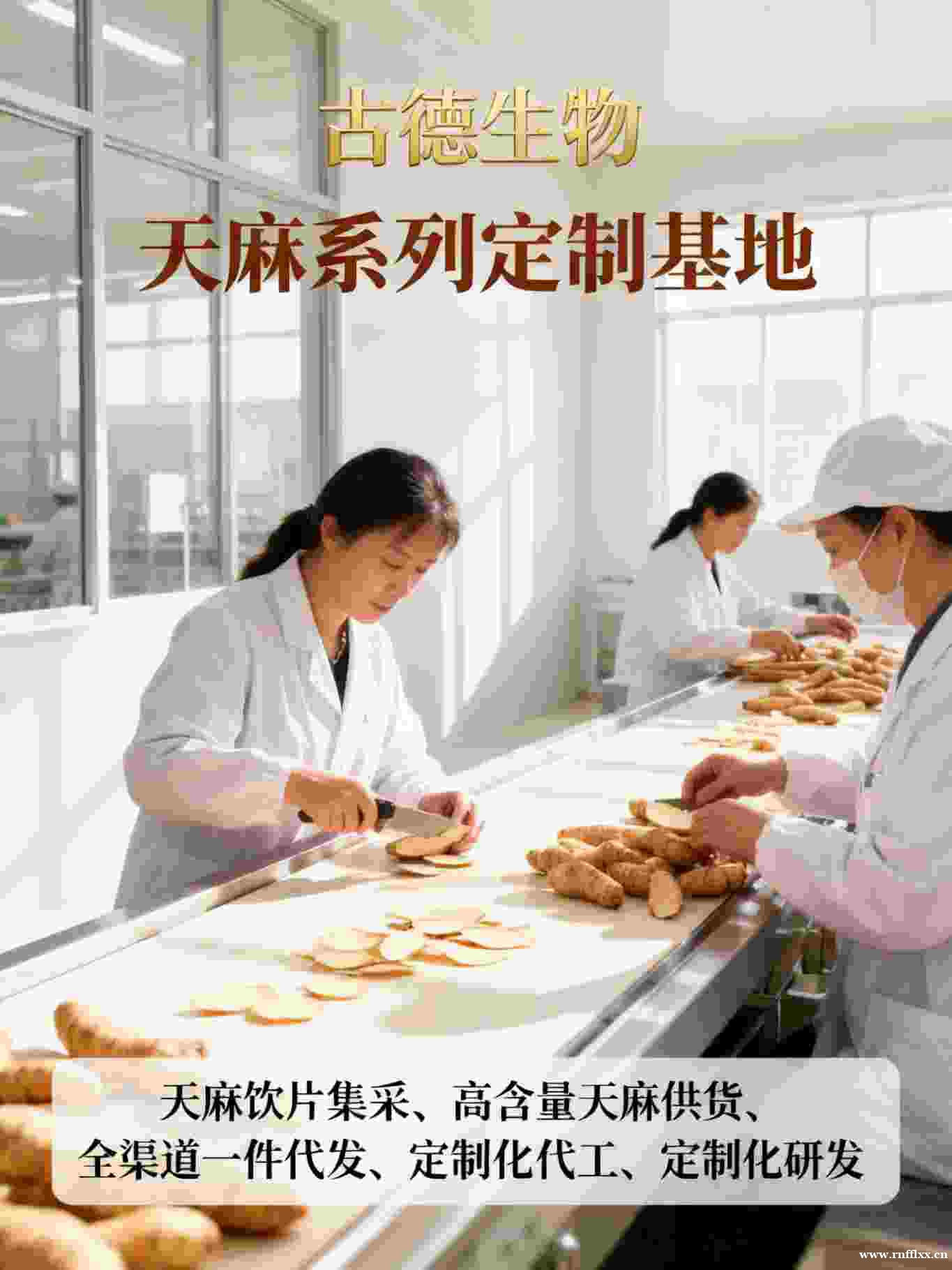 昭通仿野生天麻怎么区分?古德生物教你认准真品质 昭通仿野生天麻怎么区分?古德生物教你认准真品质