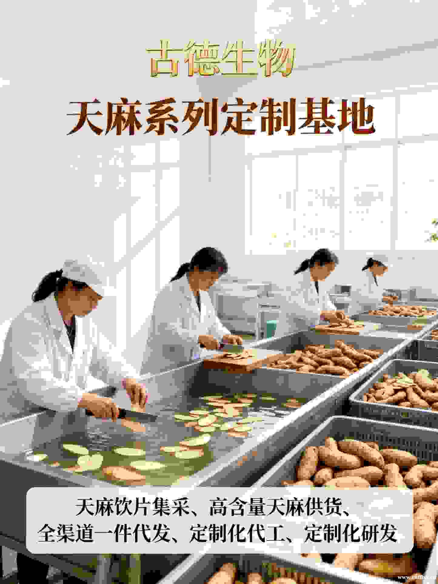 天麻定制研发古德生物高含量浸出物20%原料优选 天麻定制研发古德生物高含量浸出物20%原料优选