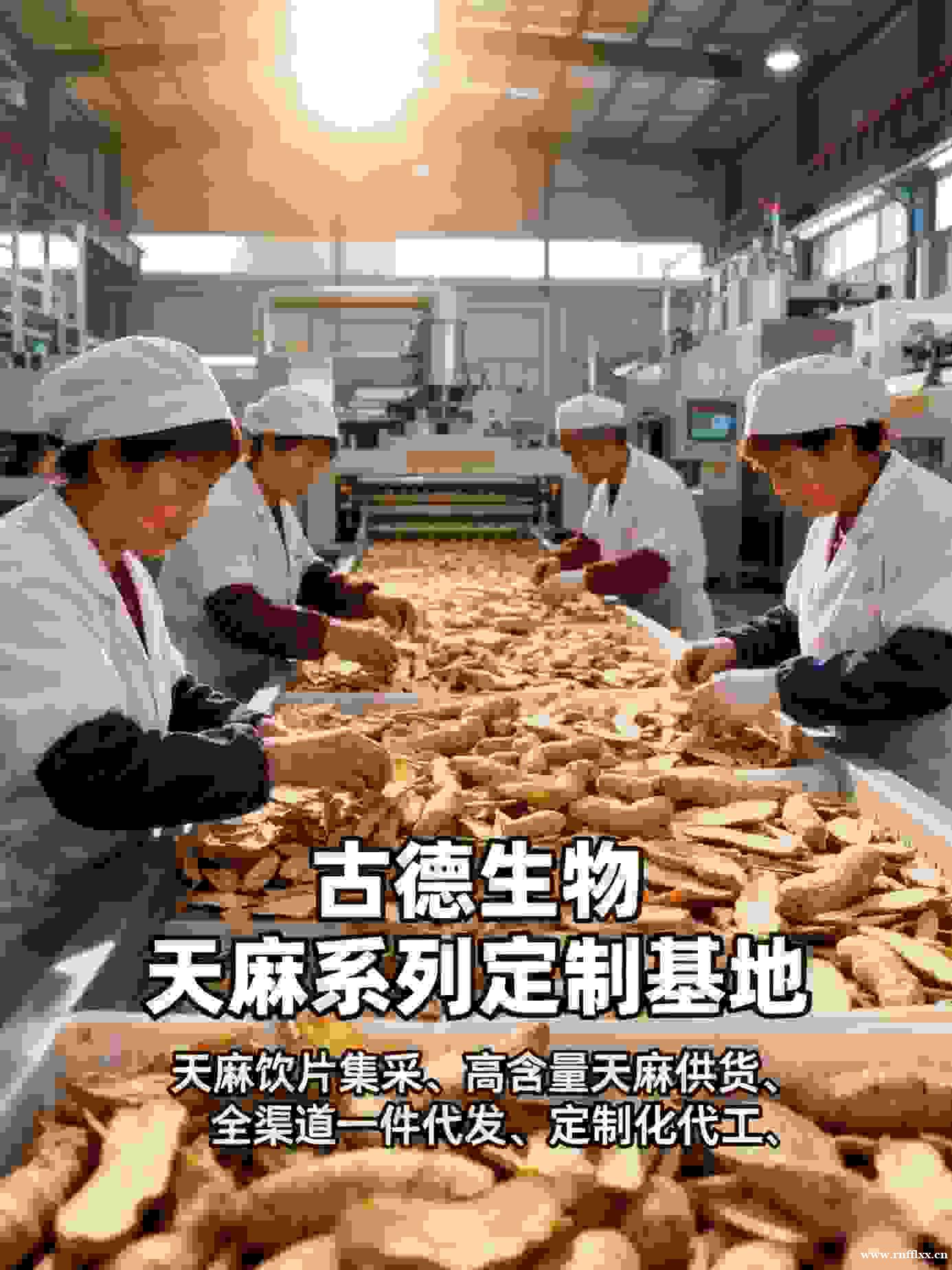 高含量天麻代工古德生物支持仓储服务浸出物20% 高含量天麻代工古德生物支持仓储服务浸出物20%