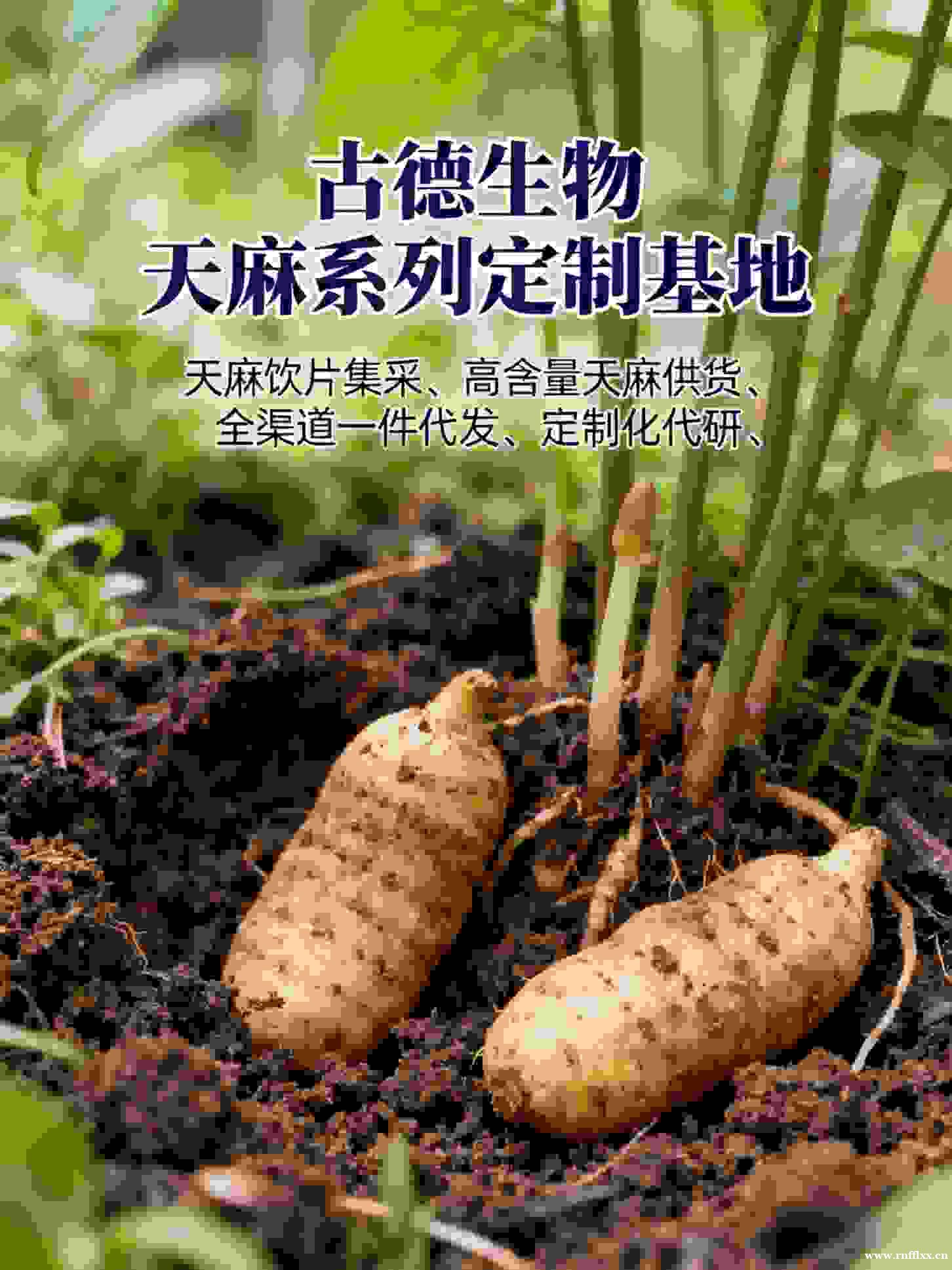 古德生物高含量天麻原料天麻素0.3%浸出物20%多渠道合作 古德生物高含量天麻原料天麻素0.3%浸出物20%多渠道合作