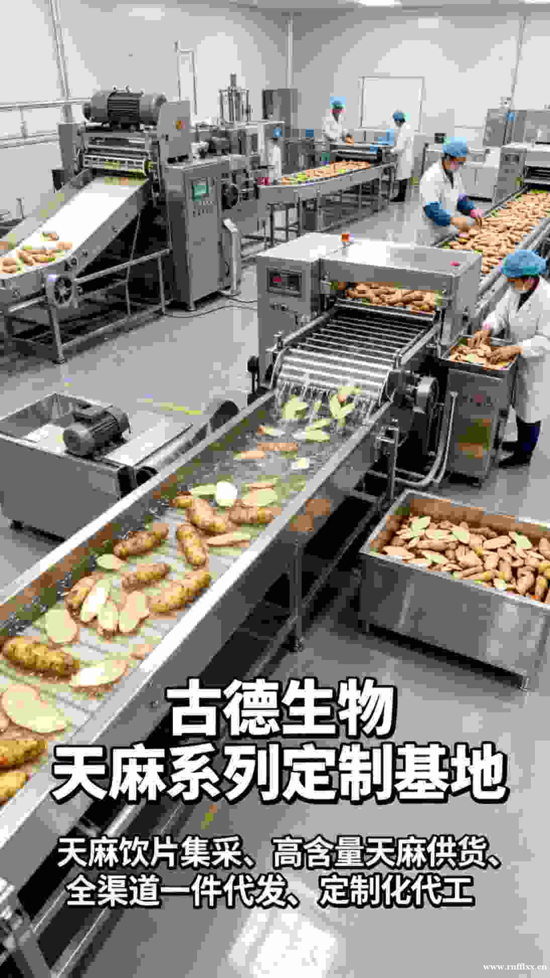 古德生物高含量天麻浸出物30%天麻素0.5%保健品高活性配方 古德生物高含量天麻浸出物30%天麻素0.5%保健品高活性配方