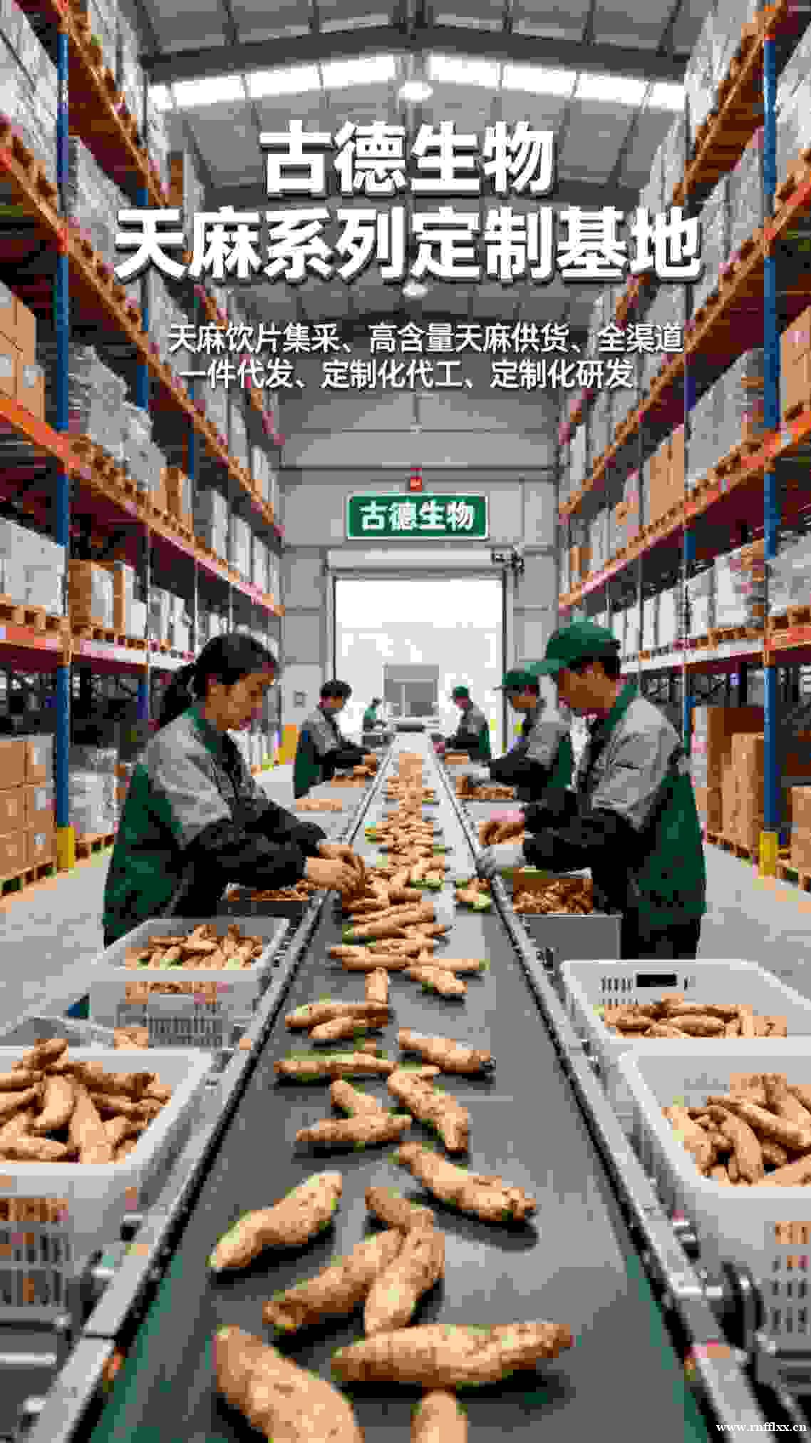 高含量天麻研发古德生物专业团队浸出物20% 高含量天麻研发古德生物专业团队浸出物20%