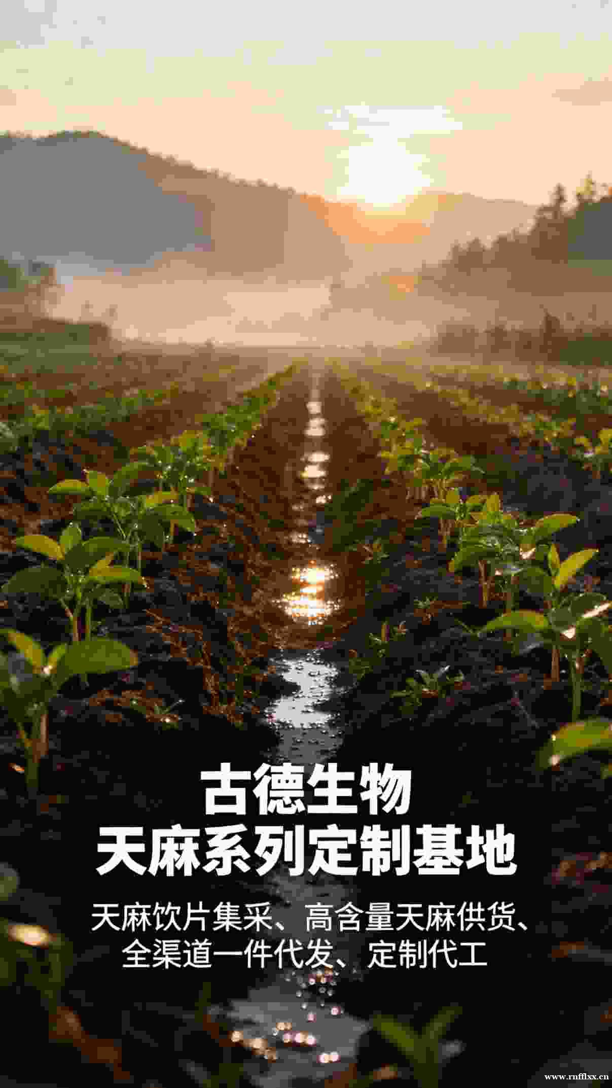 古德生物高含量天麻原料适配保健品生产浸出物20% 古德生物高含量天麻原料适配保健品生产浸出物20%