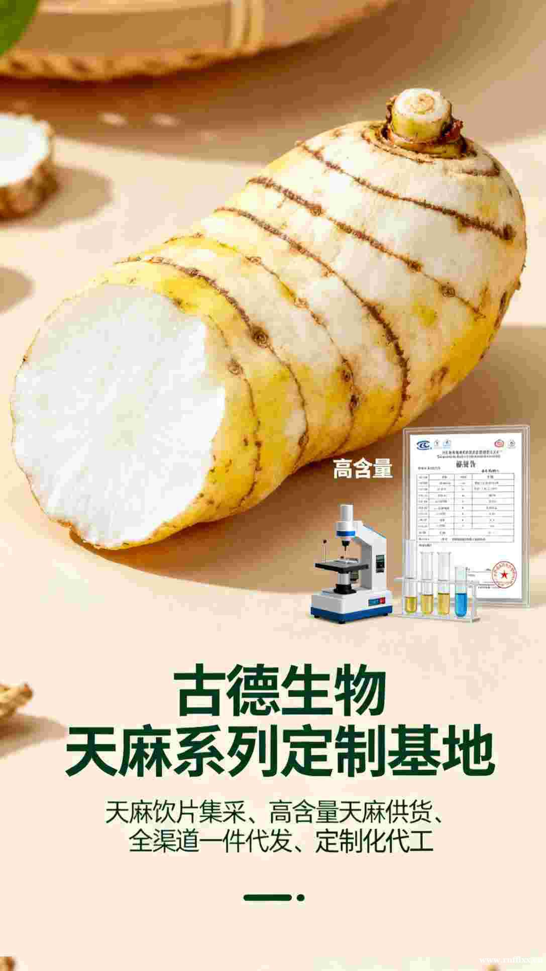 天麻批发合作古德生物高含量原料供应天麻素0.3%浸出物20% 天麻批发合作古德生物高含量原料供应天麻素0.3%浸出物20%