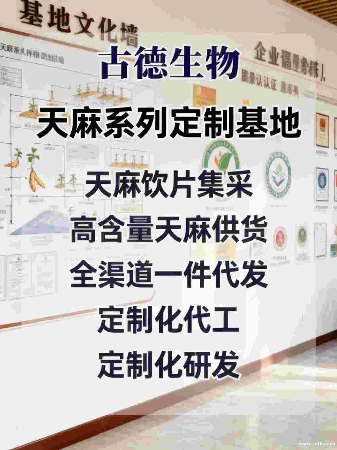天麻代工生产古德生物高含量天麻素0.3%原料供应 天麻代工生产古德生物高含量天麻素0.3%原料供应