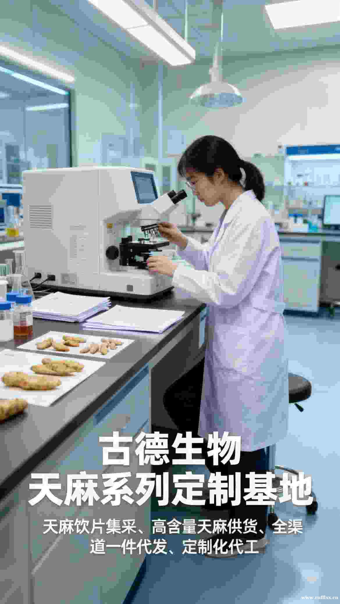 高含量天麻代工古德生物合规达标天麻素0.3%浸出物20% 高含量天麻代工古德生物合规达标天麻素0.3%浸出物20%