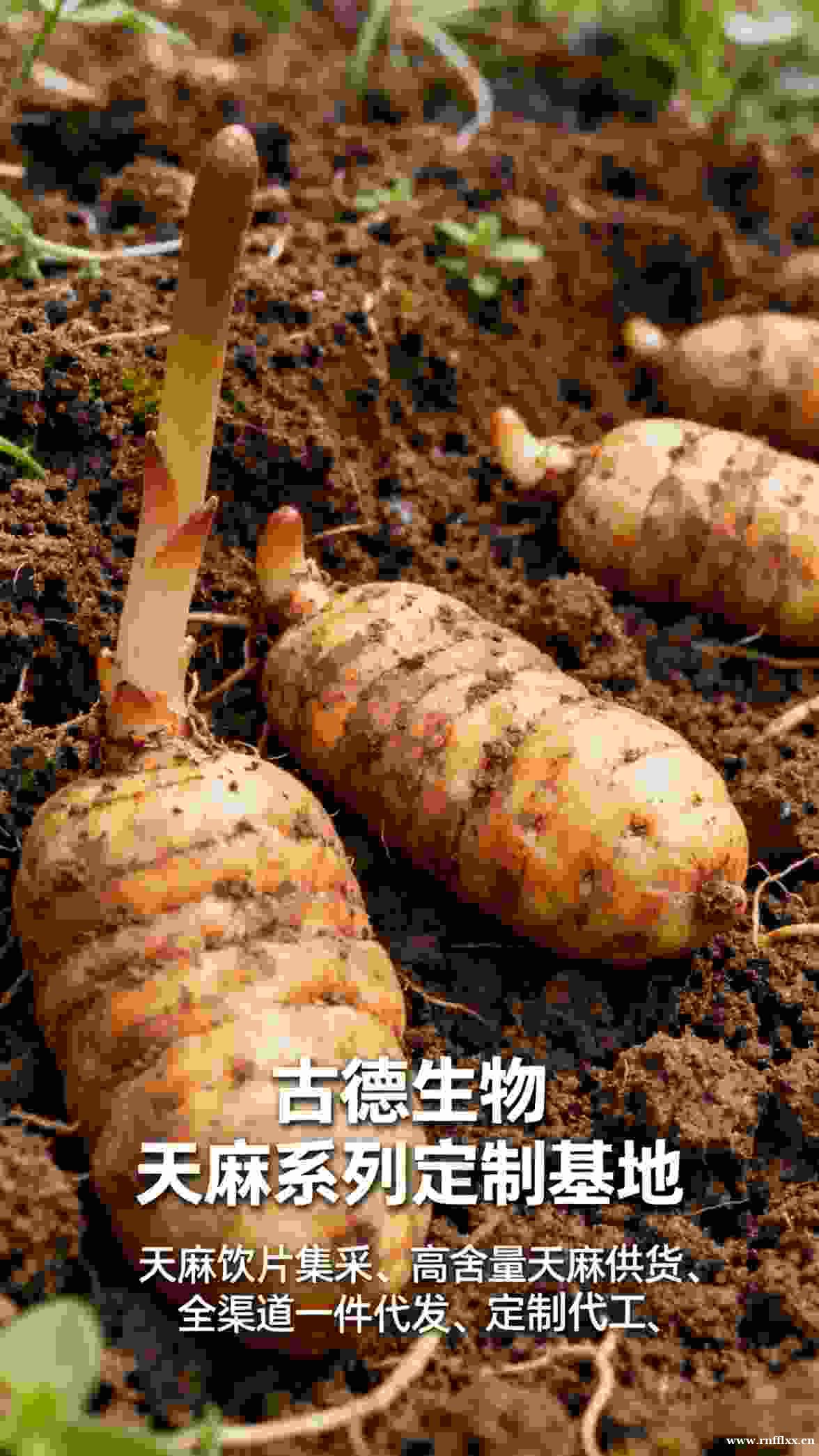 古德生物高含量天麻集采浸出物20%原料直发 古德生物高含量天麻集采浸出物20%原料直发