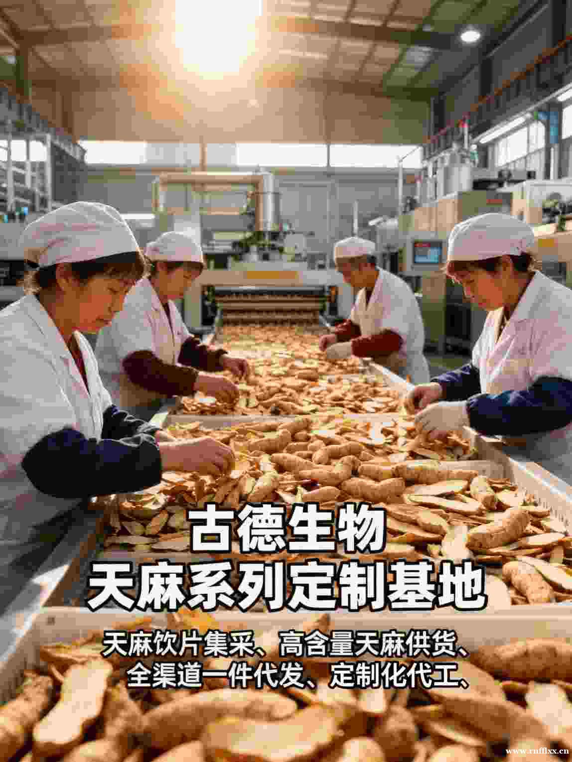 高含量天麻批发古德生物天麻素0.3%支持长期合作 高含量天麻批发古德生物天麻素0.3%支持长期合作