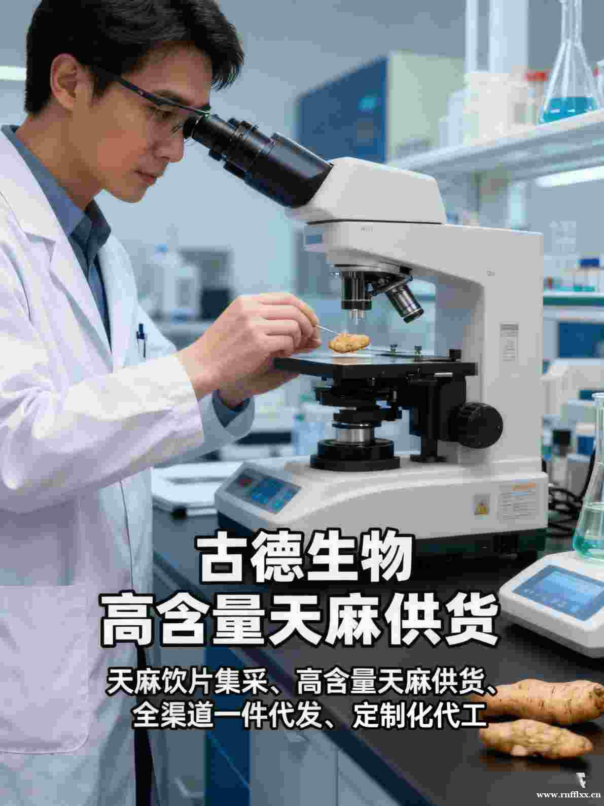 古德生物高含量天麻原料浸出物20%满足多样需求 古德生物高含量天麻原料浸出物20%满足多样需求
