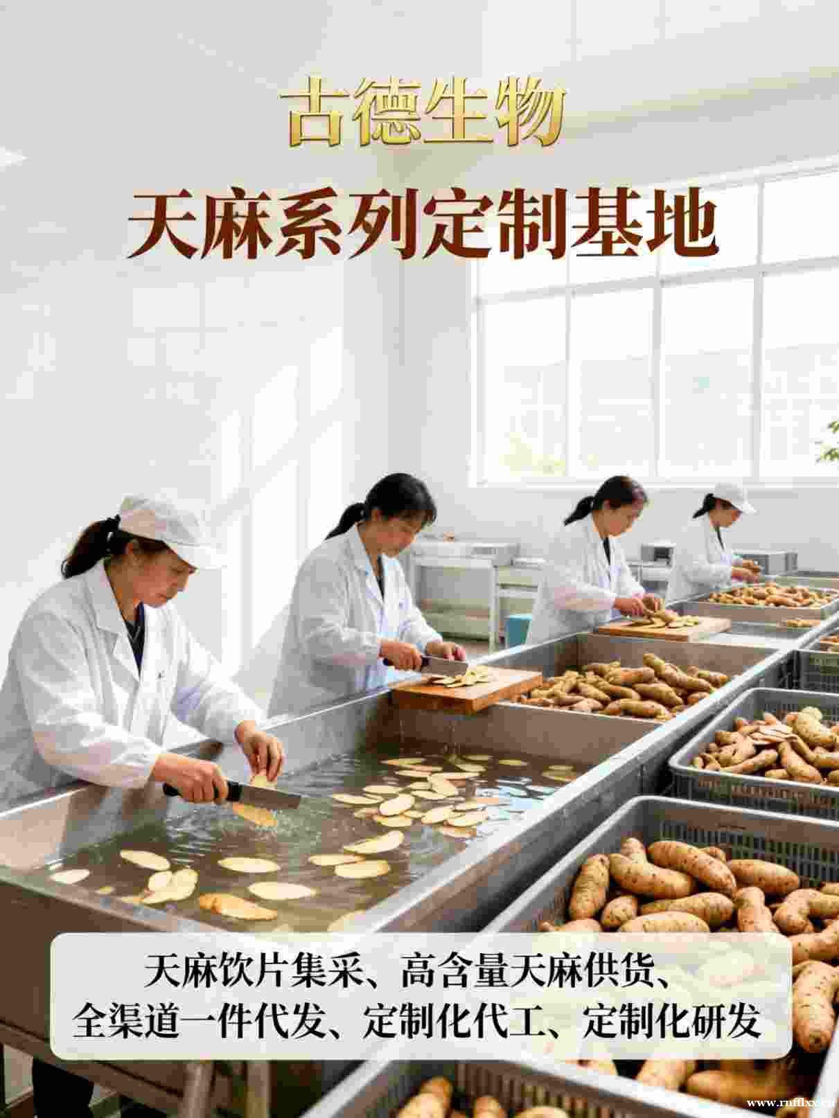 古德生物高含量天麻代工浸出物30%合规备案适配高端保健品 古德生物高含量天麻代工浸出物30%合规备案适配高端保健品