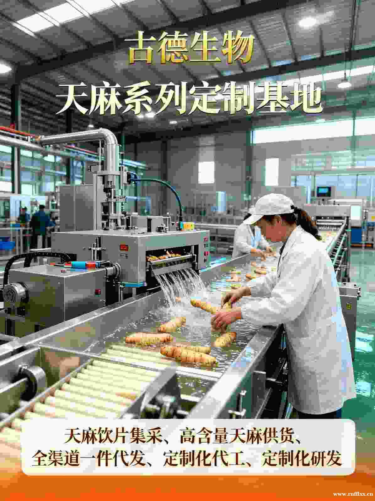 高含量天麻批发古德生物天麻素0.5%浸出物30%支持配方调整 高含量天麻批发古德生物天麻素0.5%浸出物30%支持配方调整