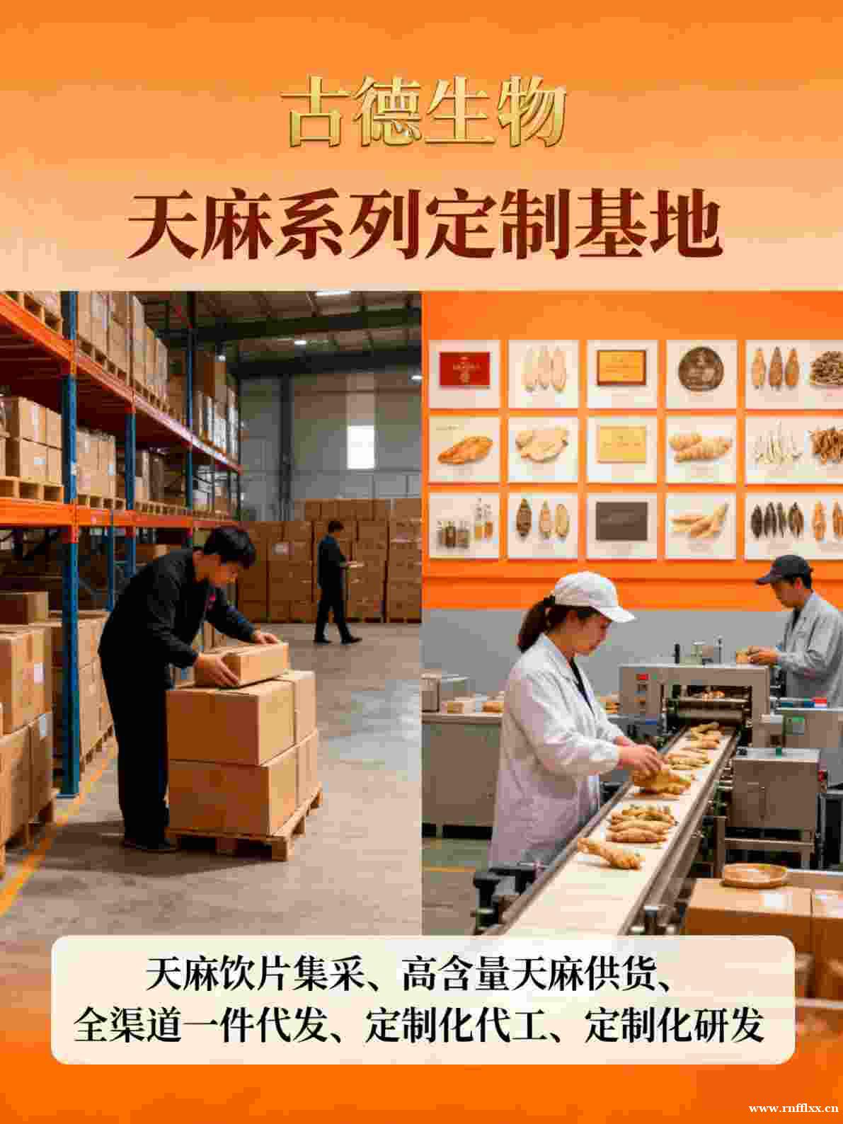 天麻研发定制古德生物高含量天麻素0.5%技术支持 天麻研发定制古德生物高含量天麻素0.5%技术支持