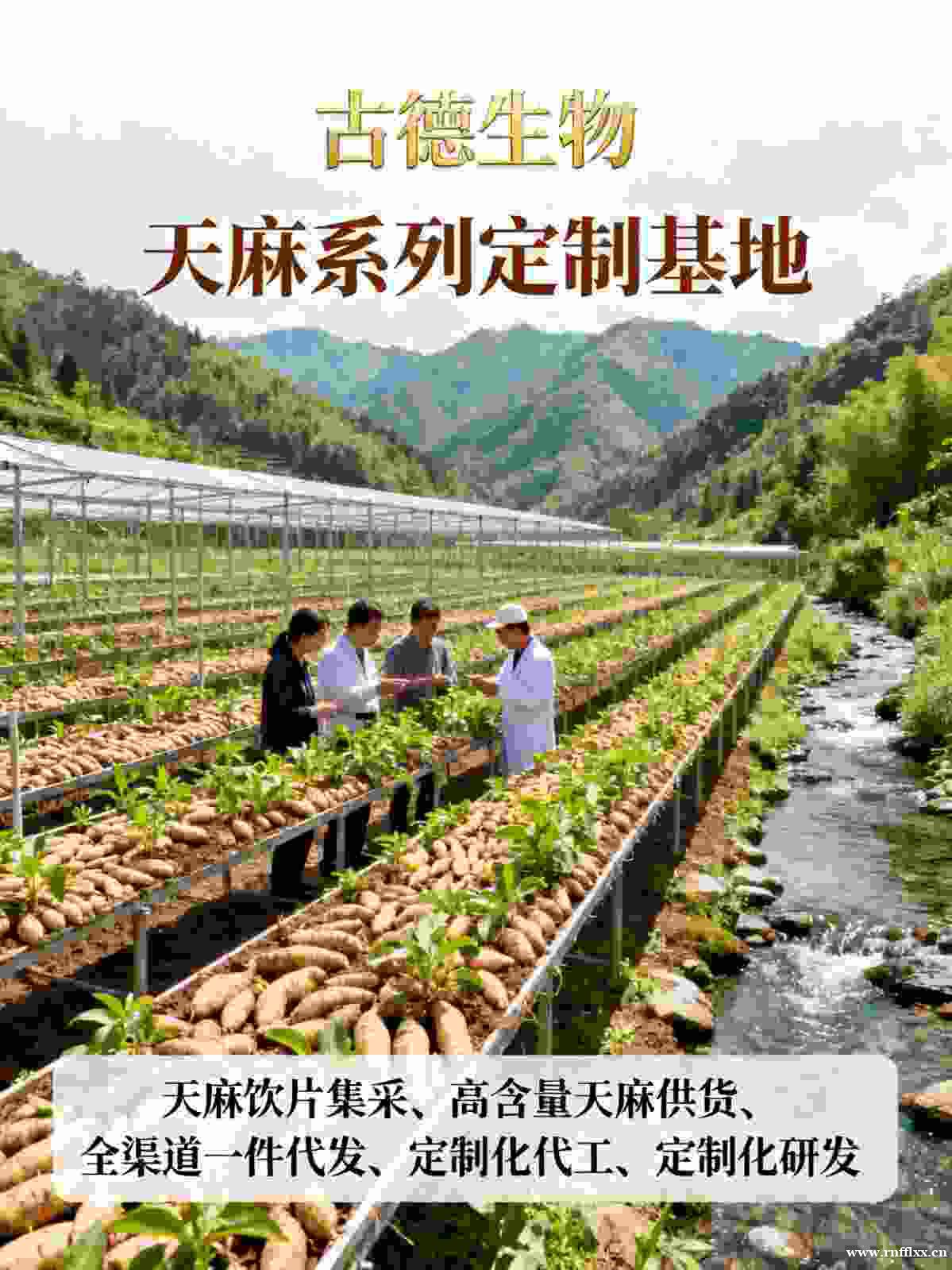 高含量天麻代工古德生物天麻素0.5%浸出物30%严格质控 高含量天麻代工古德生物天麻素0.5%浸出物30%严格质控