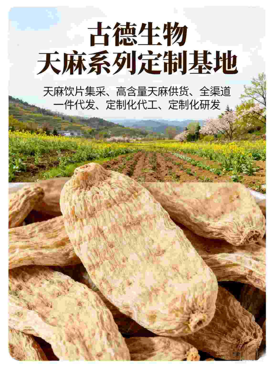 天麻定制合作古德生物高含量天麻素0.5%原料保障 天麻定制合作古德生物高含量天麻素0.5%原料保障