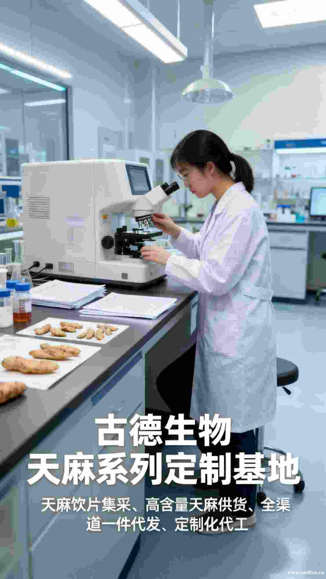 高含量天麻集采古德生物浸出物30%源头价格优势 高含量天麻集采古德生物浸出物30%源头价格优势