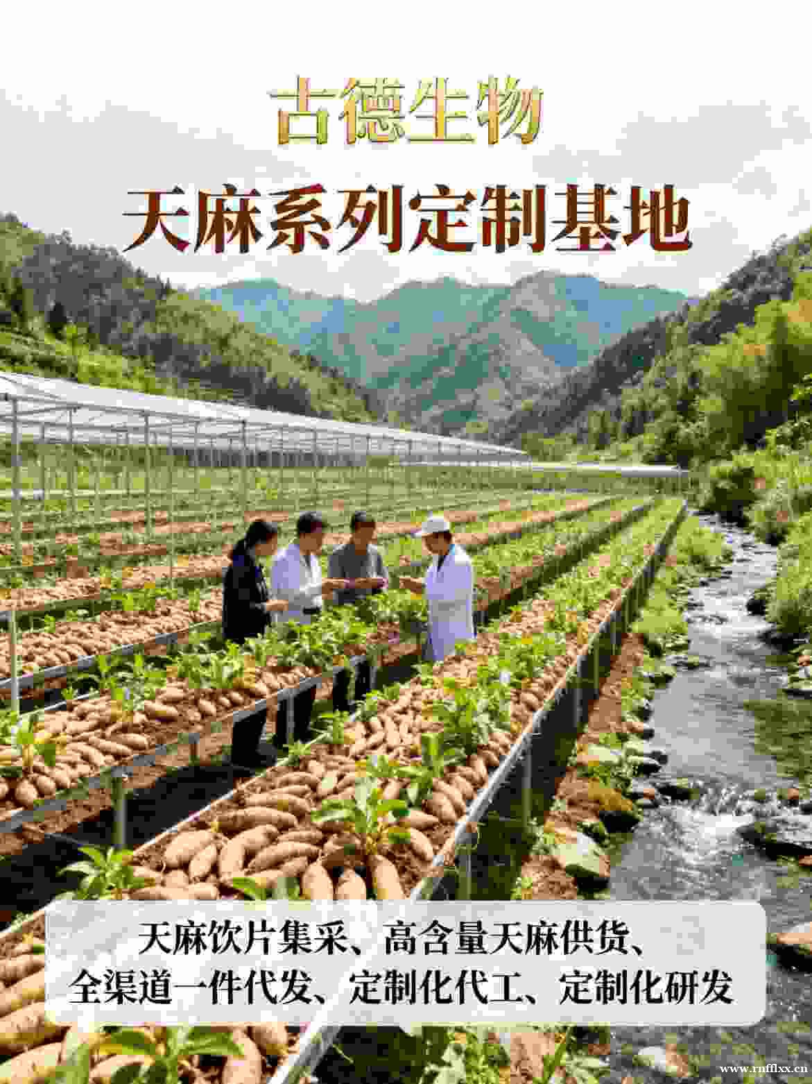 天麻定制研发古德生物高含量浸出物30%原料支持 天麻定制研发古德生物高含量浸出物30%原料支持