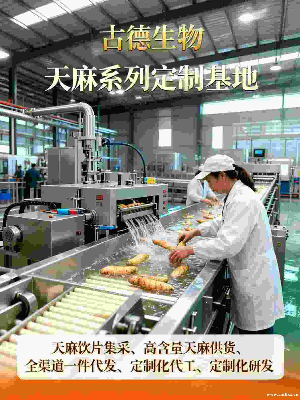 天麻批发服务古德生物高含量浸出物30%原料稳定 天麻批发服务古德生物高含量浸出物30%原料稳定